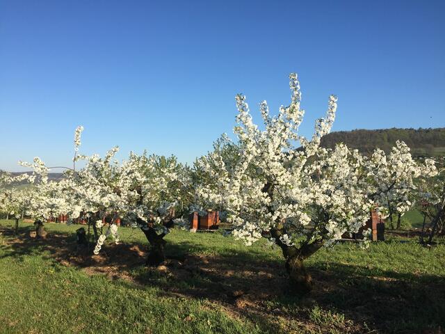 Kirschblüte über Mittelsteinbach