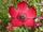 Roter Lein