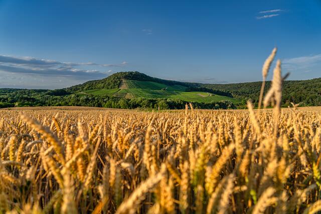 Kornfeld in Erlenbach kurz vor der Ernte