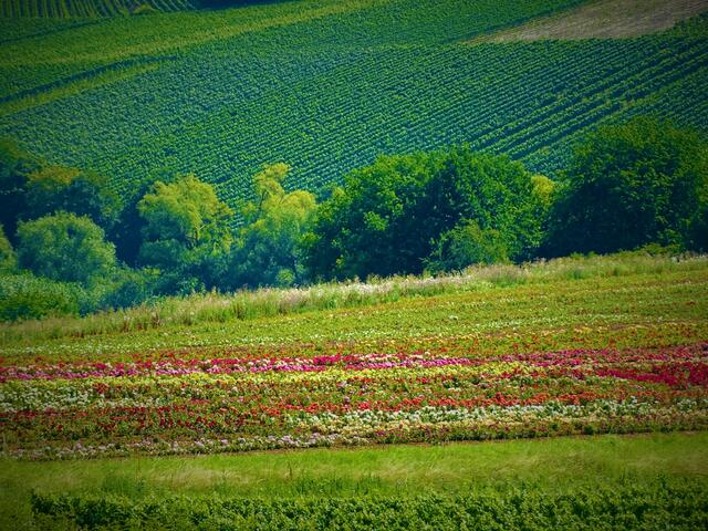 Rosenblüte in Erlenbach 19.07.2020