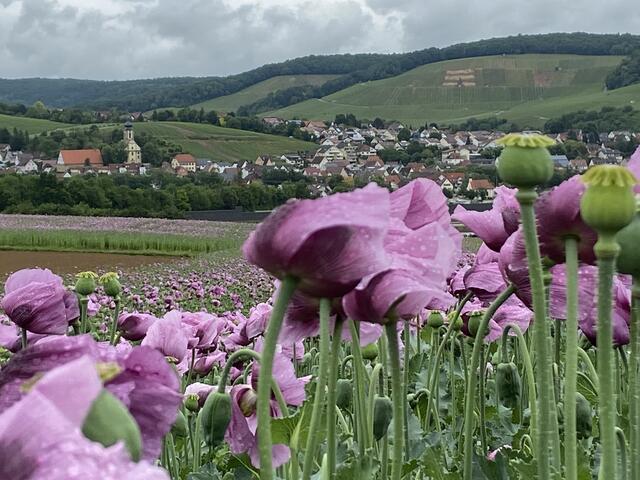 Die Ölmühle und Erlenbach