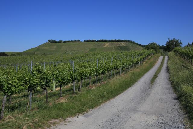 Blick über die Weinberge zum Scheuerberg