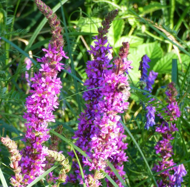 Blutweiderich mit Hummel