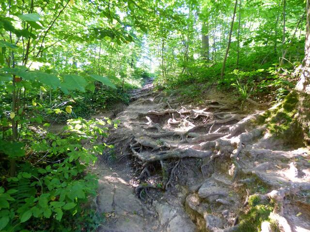 Der Wurzelpfad bringt mich ans Ende dieses tollen Pfades und ein kleines Stückchen weiter wartet ein schöner Rastplatz.