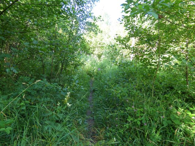 Ein naturnaher, sehr dicht bewachsener Pfad führt ein Stück des Weges. Hier hat man besser lange Hosen an....