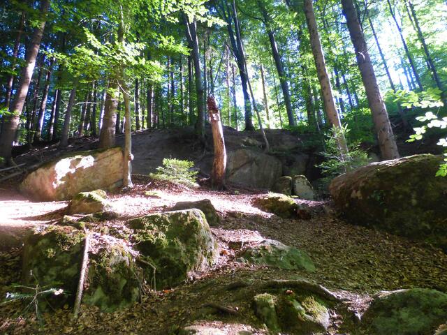 .... ich bin aber schon hier oben in diesem durch die Sonne verzauberten Waldstück.