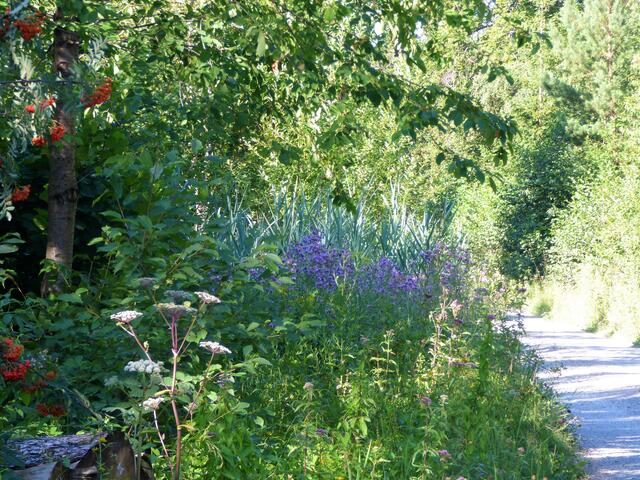 Allerlei bunte Blumen am Wegesrand.