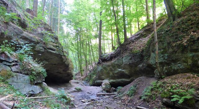 Durch Wald und kleine Felsen zieht der Pfad durch die Tobelschlucht bergauf.