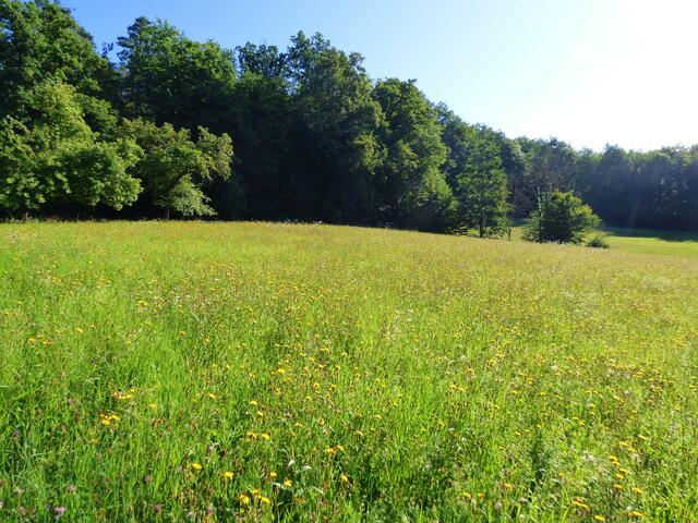 Eine herrliche Waldwiese voller Wildblumen.