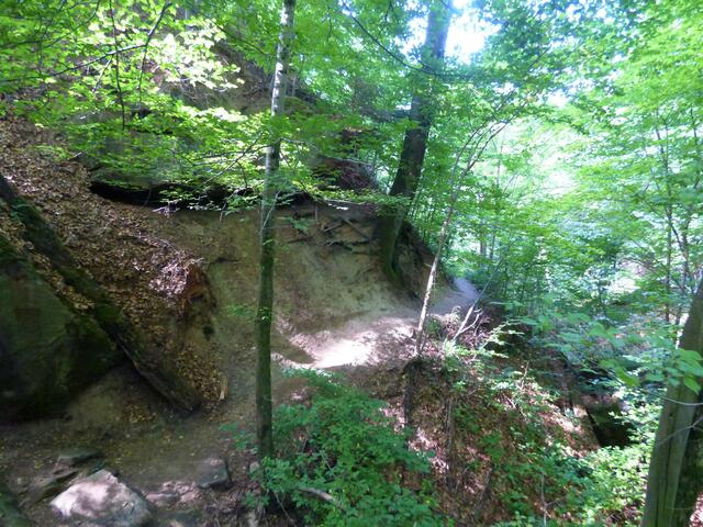 Ein schmaler Pfad führt hier an der Hangkante der Bodenbachschlucht entlang. Man sollte trittsicher sein.