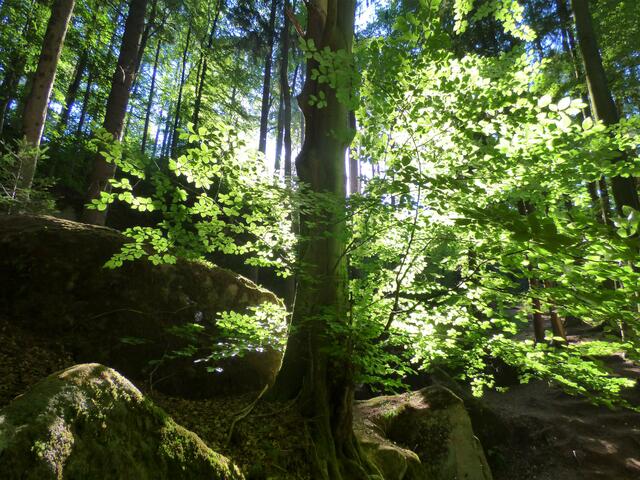 Herrlich leuchten die Buchenblätter im Licht der Sonne.