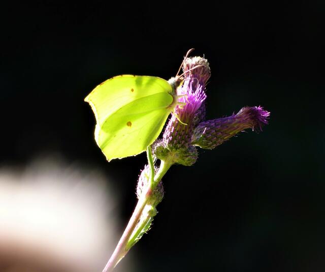 Ein Zitronenfalter labt sich am Nektar der Distel.