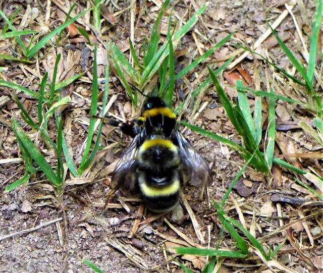 Erdhummeln bei der Paarung. Nachwuchs bei den Insekten ist bitter nötig.