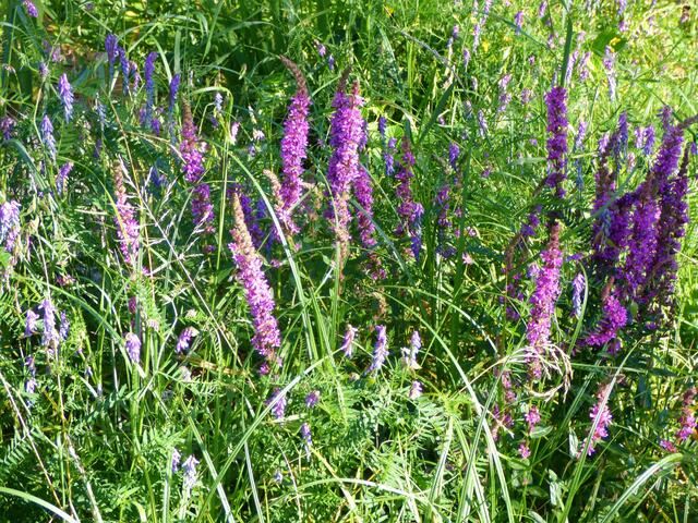 Blumen am Wegesrand.