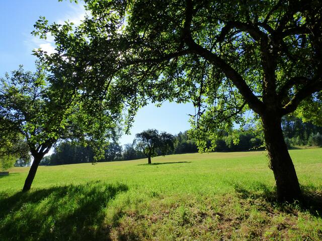 Die Waldwiesen leuchten in der Sonne.