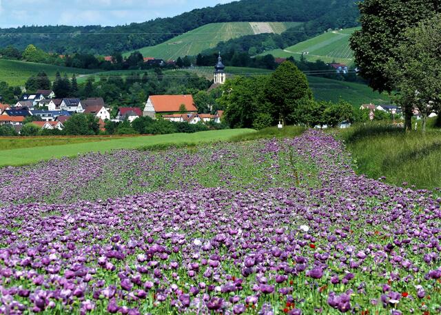 Mohnfeld I