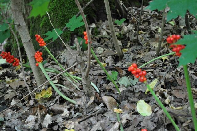 Beeren des Aronstabs | Foto: Daniela Somers
