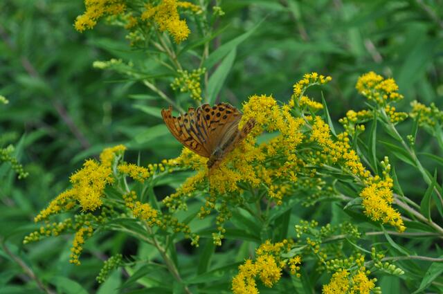Kaisermantel auf der Goldrute | Foto: Daniela Somers