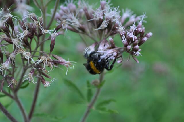 Hummel am Wasserdost | Foto: Daniela Somers