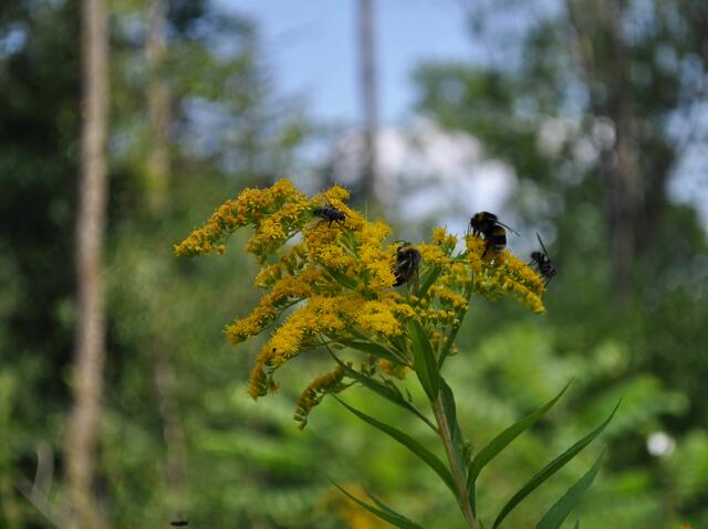 Es brummt und summt auf der Goldrute | Foto: Daniela Somers
