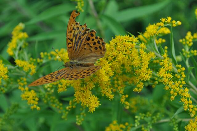 Kaisermantel auf Goldrute | Foto: Daniela Somers