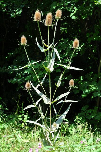 Karde im Sonnenlicht | Foto: Daniela Somers