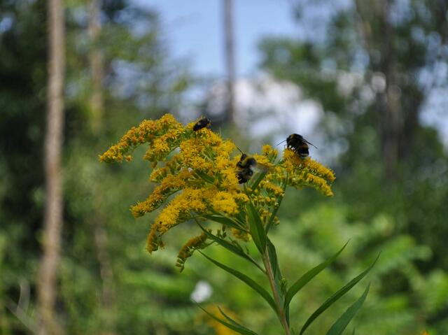 Insekten mögen die Goldrute | Foto: Daniela Somers