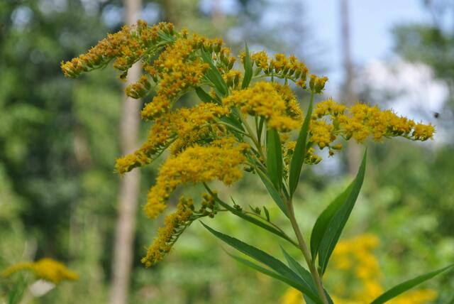 Goldrute | Foto: Daniela Somers