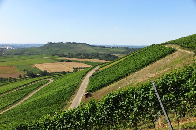 Erlenbacher Weinberge Richtung Scheuerberg