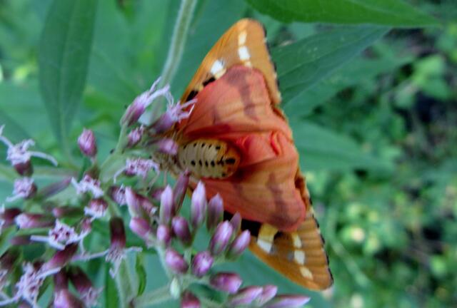 Diese Aufnahme, wo ich dem Schmetterling mal "unter den Rock schauen" konnte, entstand im letzten Jahr in Flein. Es ist ja nicht nett, sowas zu tun, aber sehr interessant das Tier auch mit dieser wunderschönen Färbung auch mal von unten zu sehen.