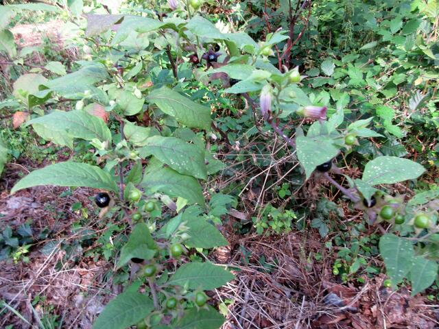 Blüten und Beeren in verschiedenen Reife-Stadien an einem Busch.
