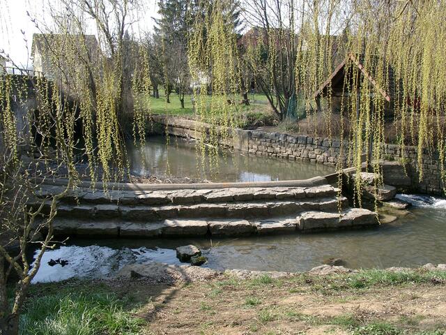 Trauerweide über Elsenzwehr