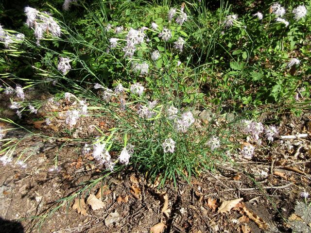 Aber die Prachtnelke hat sich gut entwickelt seit dem letzten Besuch.