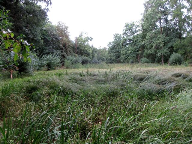 Diese interessante Landschaft, ein typisches Feuchtgebiet, liegt um einen See, der in der Nähe der Ewigkeitsallee im Bietigheimer Forst eingezeichnet ist. Einen Namen konnten wir dazu aber nicht herausfinden.
