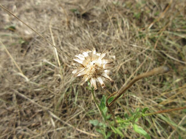Eine Golddistel