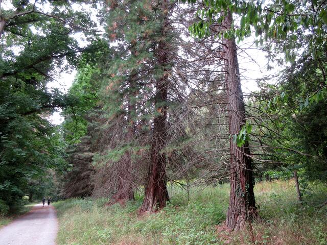 Mammutbäume an der Affalterbacher Allee