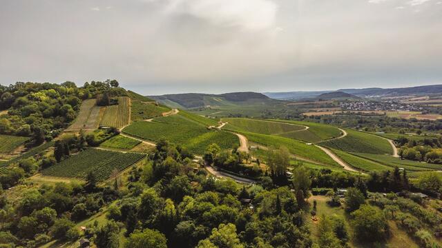 Scheuerberg und seine Weinhänge