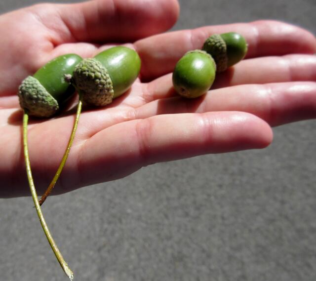 Und ganz am Ende auf dem Parkplatz noch eine kleine Lektion in Sachen Eichen. Früchte der Stiel- und Traubeneiche zur Klärung.