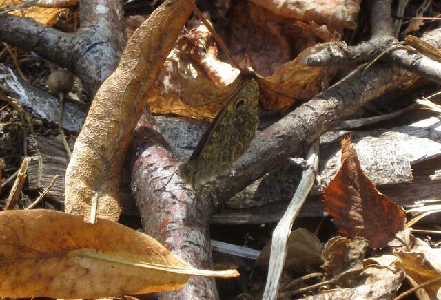 Einige Male musste die Kamera ausgelöst werden, um diesen Mauerfuchs einzufangen. Wer findet ihn auf dem Wimmelbild?