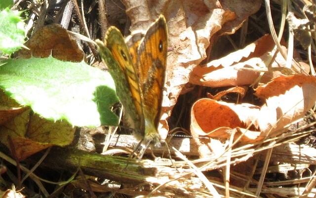 Das Bild ist nicht so klar, aber war wichtig um den Falter richtig bestimmen zu können. Mauerfuchs, Weibchen.