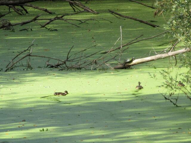 Eigentlich hatten wir bewundert, wie die Enten ihre Spuren in den Wasserlinsen hinterlassen und beobachtet, wie schnell sich der Teppich wieder schließt. Wer findet nun auch noch die Schildkröte?