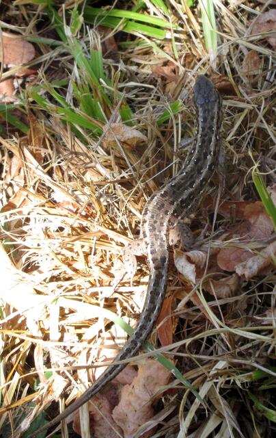 Dann kam zufällig noch eine Mauereidechse auf dem Weg vorbei.