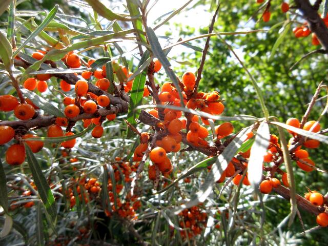 Eine Pflanze, die man hier bei uns in Süddeutschland relativ selten sieht. Sandorn.