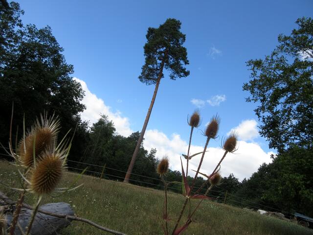 Karden vor einer imposanten Waldkiefer