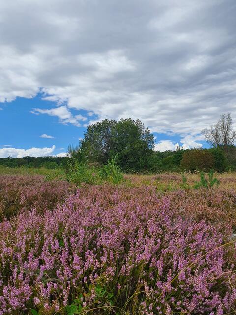 Erika auf der Waldheide