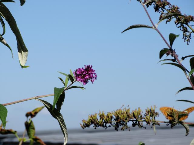 Der Kaisermantel rechts unten war schneller. Aber wir finden, das Bild hat was.