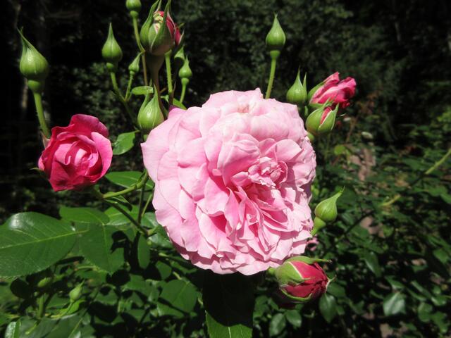 Rose beim Bernhardus-Brunnen