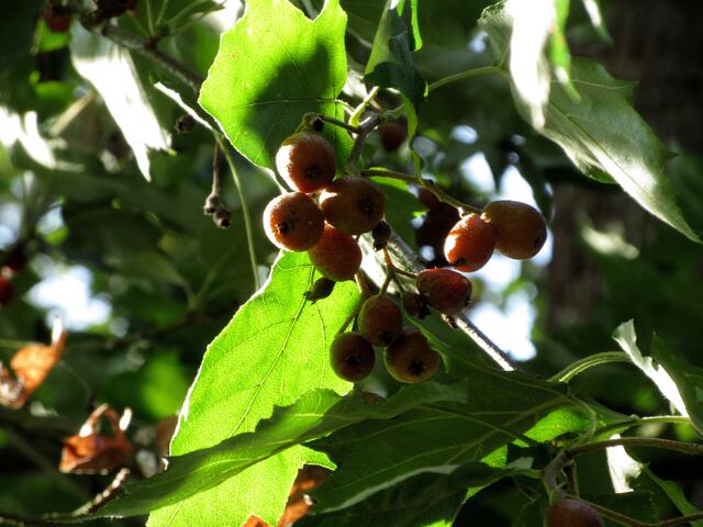 Die Elsbeeren sind reif.
