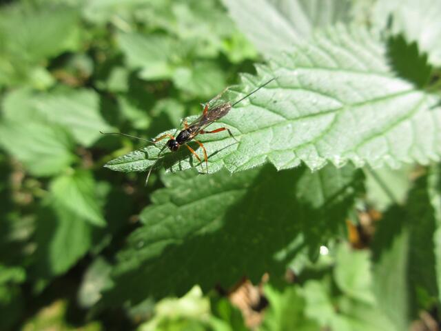 Schlupfwespe auf einem Brennnessel-Blatt. Am Hinterleib der Legebohrer.