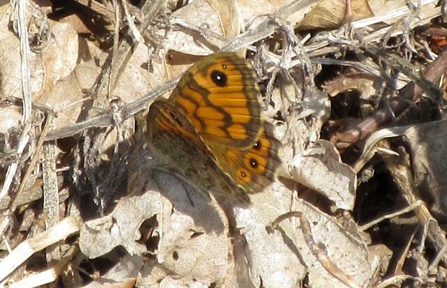 Ein Mauerfuchs am Schanzenweg